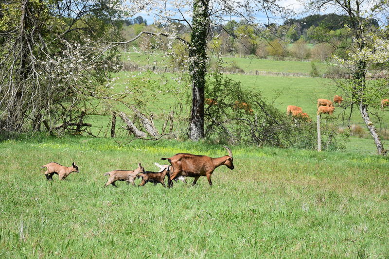 Venez buller avec les chèvres