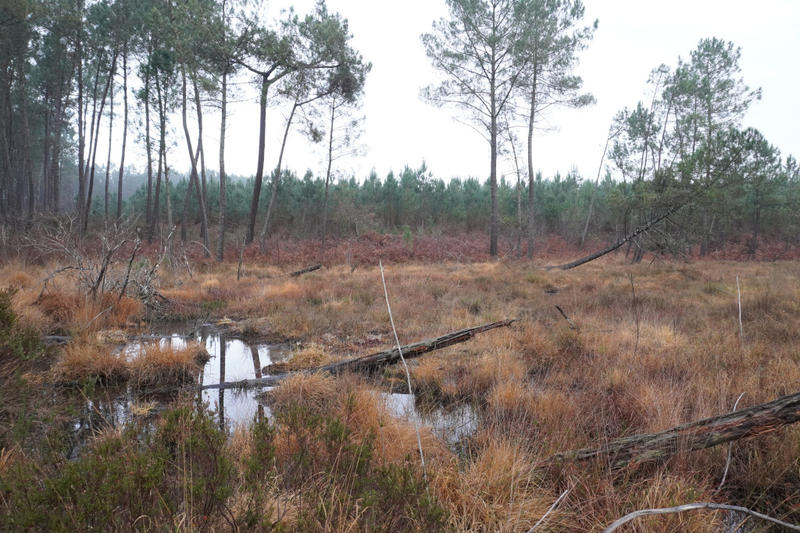 Journée mondiale des Zones Humides