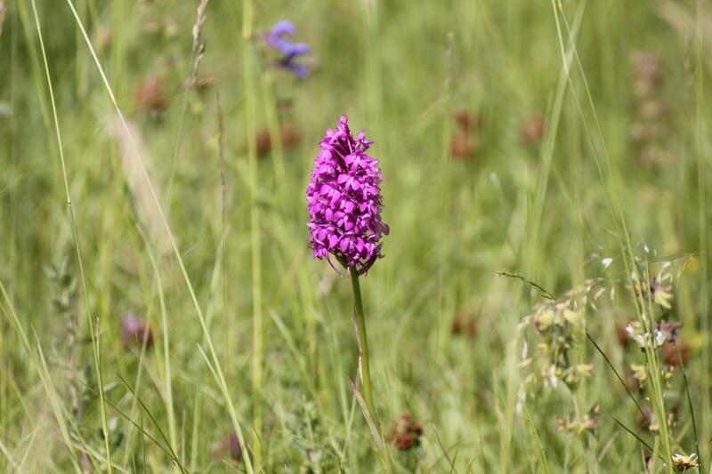 Sortie Nature : Sauvages orchidées