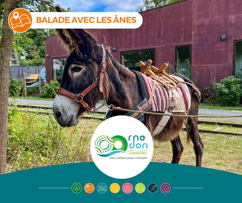 Balade avec les ânes