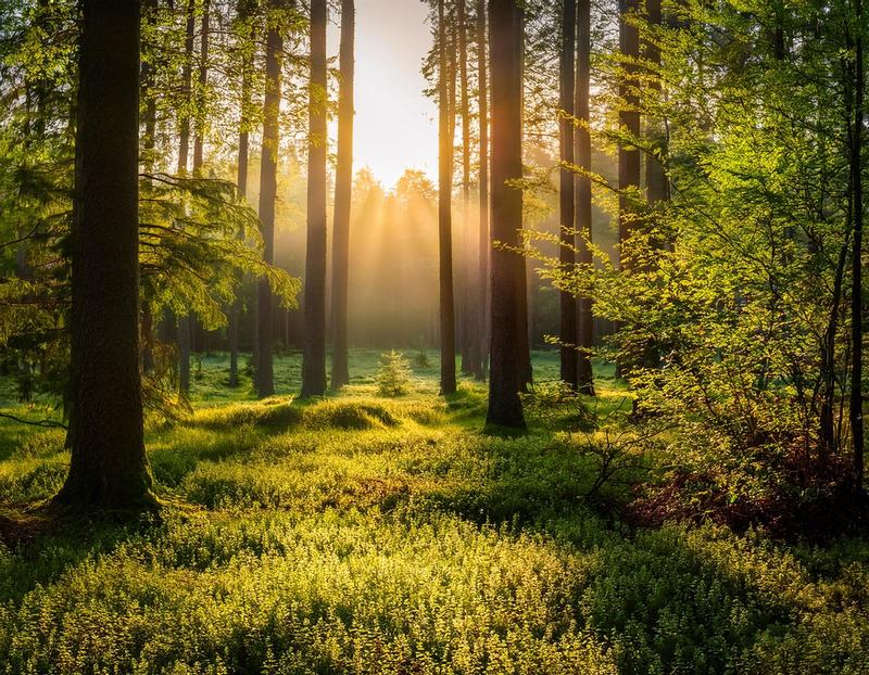 Là à l'aube, vivre la magie du réveil de la nature