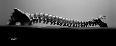 Cabinet de Chiropraxie - Magali Grèze