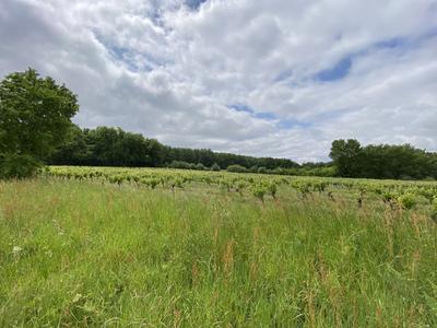 Terrain - 10 076 m²