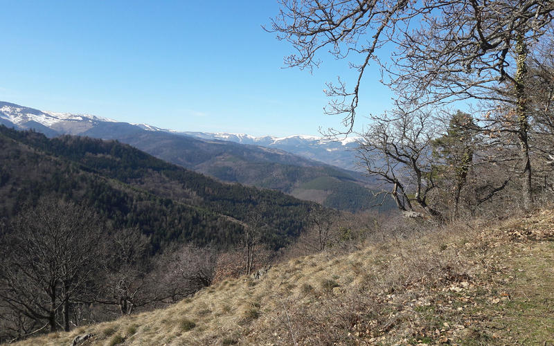 Club Vosgien : Abbaye de Marbach