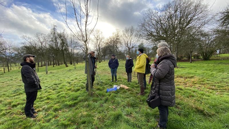 Atelier greffe de pommiers