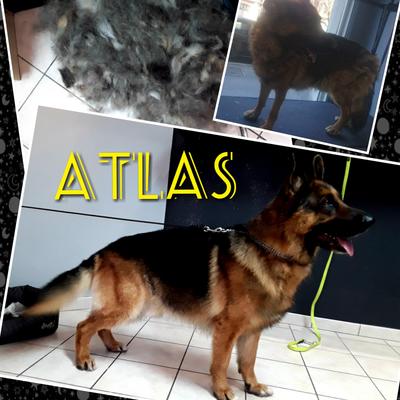 Diamond's Toilettage