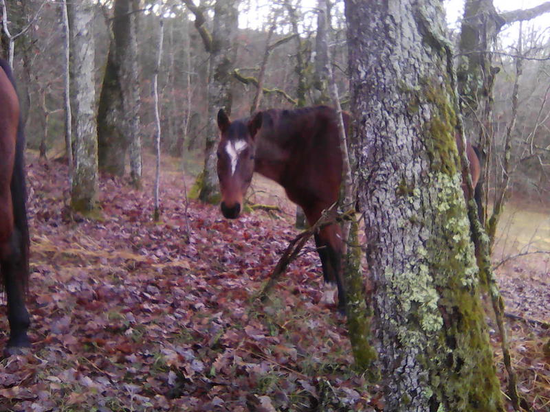 Tournon autour du Cheval