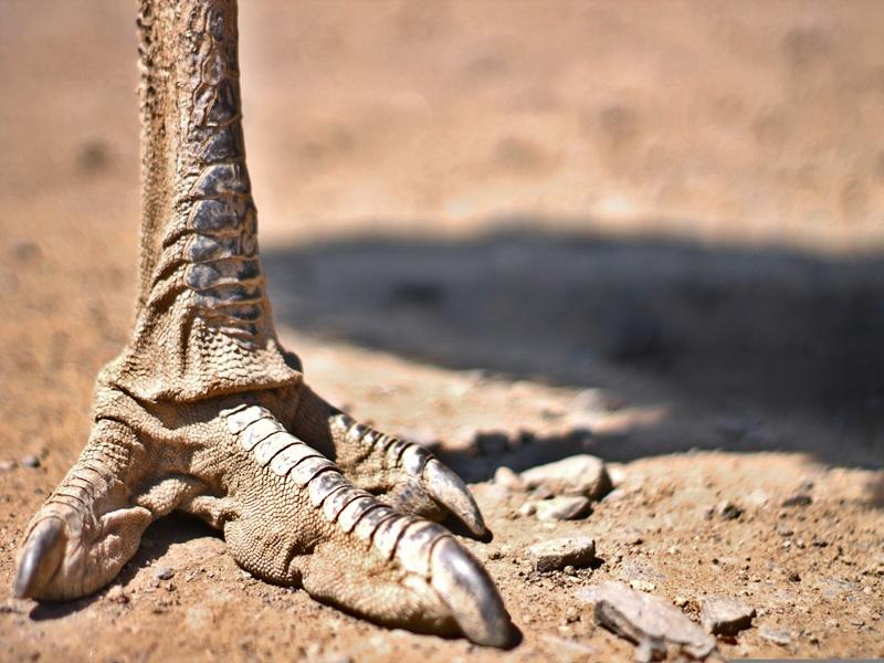 Visite guidée exposition des dinosaures aux oiseaux