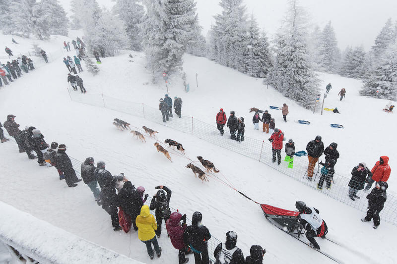 Annulée - Course de chiens de traîneaux