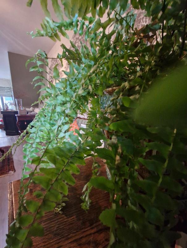 Local commercial - 115 m²