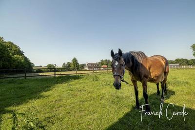 Maison de domaine équestre - 135 m² - 7 pièces