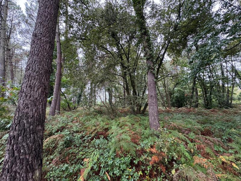 Terrain - 51 575 m²