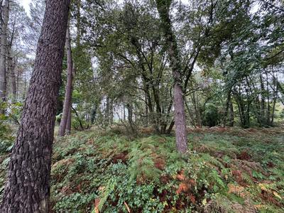 Terrain - 51 575 m²