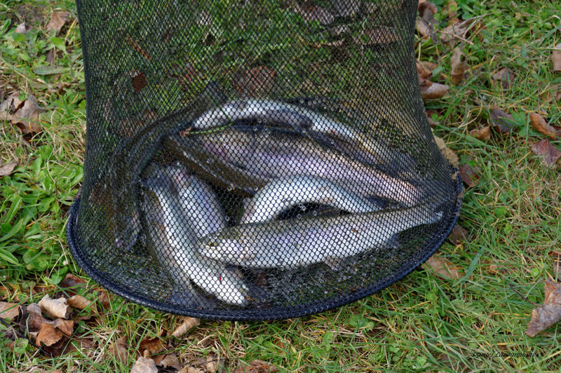 Challenge de pêche à la truite