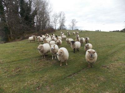 Corps de ferme - 110 m² - 5 pièces
