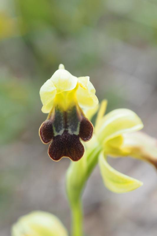 Sortie naturaliste Colinéo :  les ophrys et la flore remarquable de la chaîne de l’Étoile
