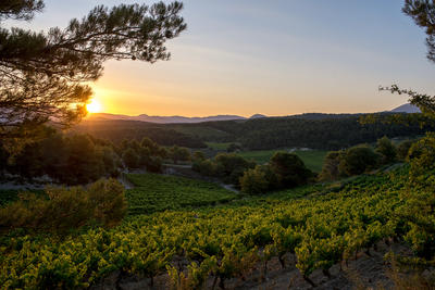Domaine de Mourchon - Visite et Dégustation