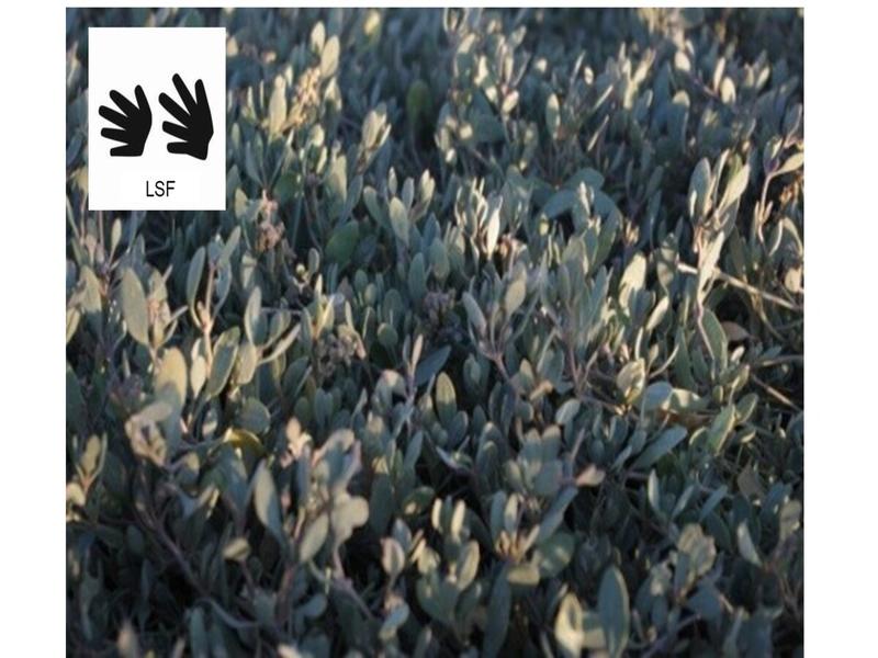 A la découverte des plantes - Sortie traduite en Langue des Signes Françaises