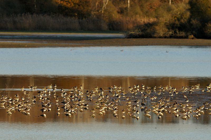 A la découverte des oiseaux d'eau hivernants