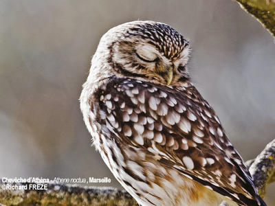 "L’Avifaune nicheuse de la cité phocéenne - une richesse méconnue"