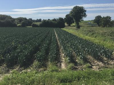 Concours photo amateurs : la vie à Tourneville-sur-mer, ses habitats, ses habitants, ses milieux