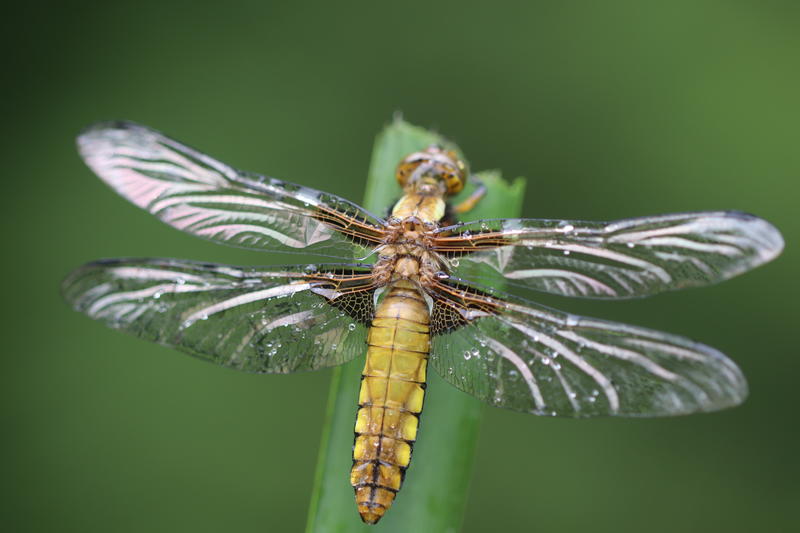 Ciné-débat sur les libellules