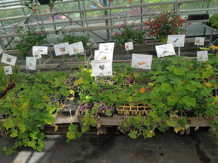 Aux Serres Hermitoises