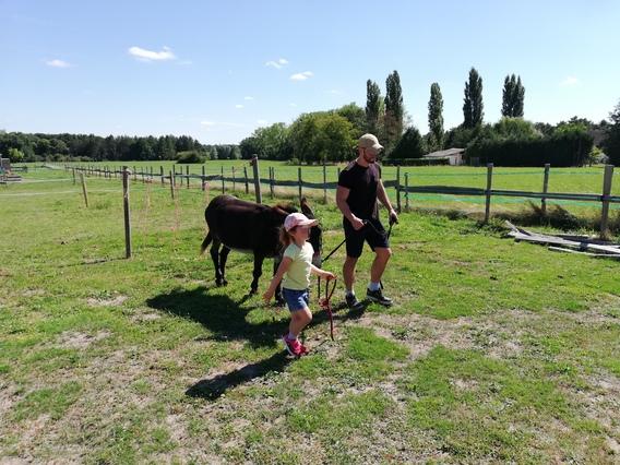 A la rencontre des ânes