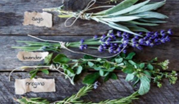 Apprenti(e) Herbaliste