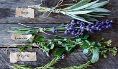 Apprenti(e) Herbaliste