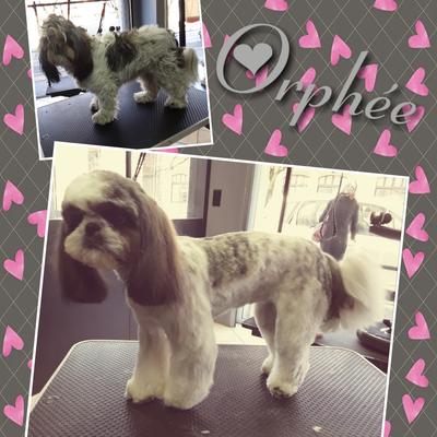 Diamond's Toilettage