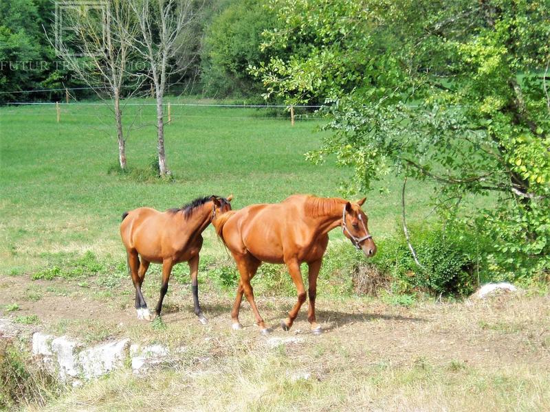 Propriété - 300 m² - 10 pièces