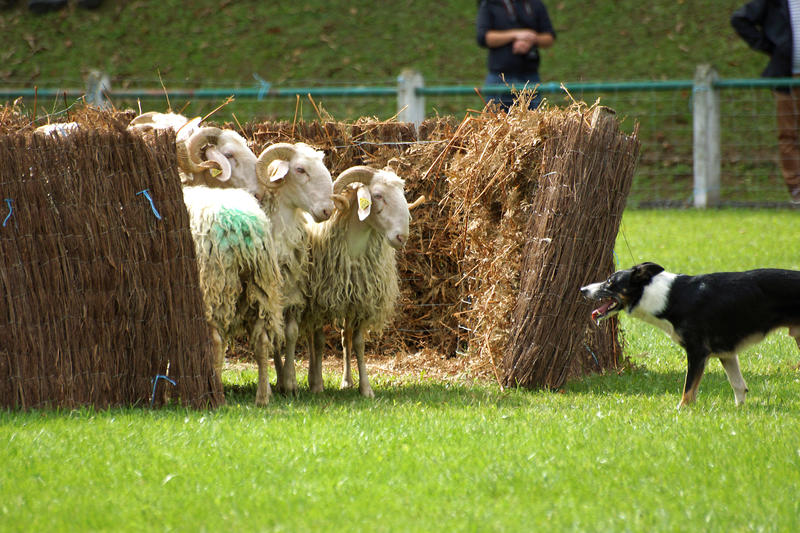 44ème Fête des Bergers