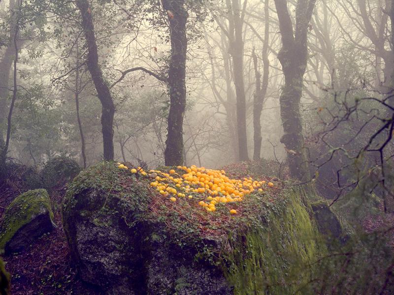 Regards croisés - Portugal / Provence