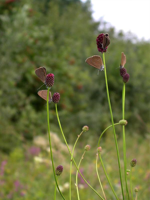 A la découverte des papillons du Ried de la Lutter
