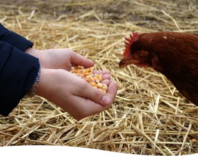 Poulet Néron - Nathalie Néron