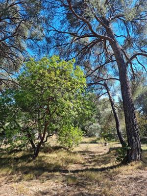 Terrain constructible - 1 058 m²