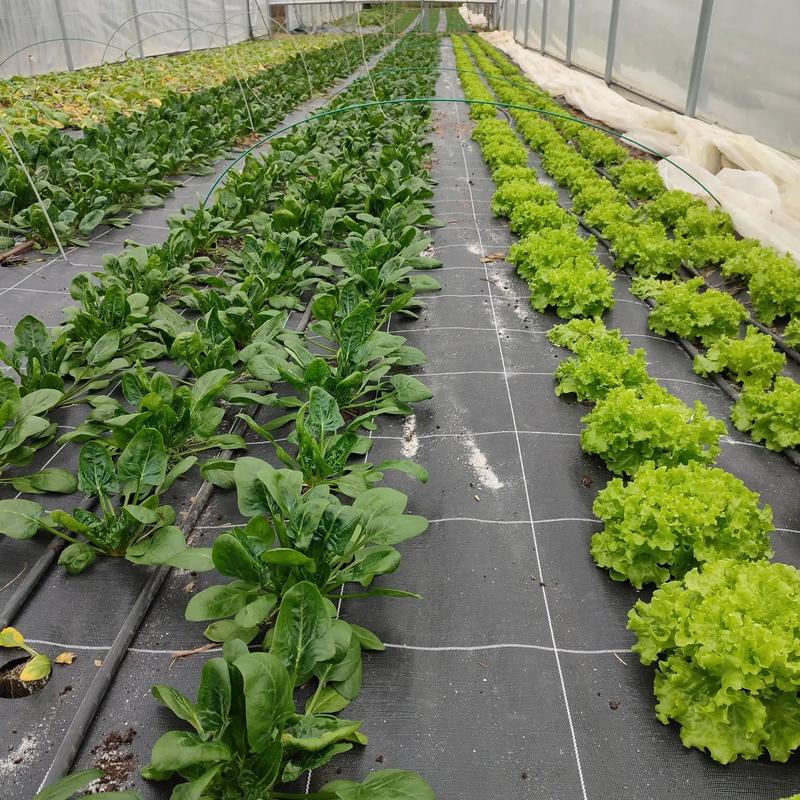 Le Goût des Saisons