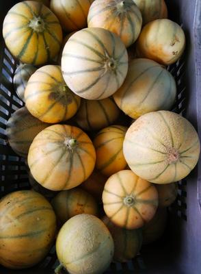 Les légumes bio du chemin des Clapiers