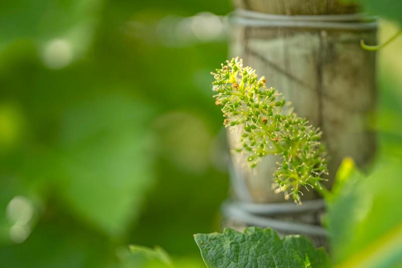 Terrain agricole - 360 000 m²