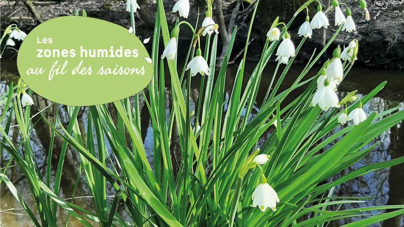 Les nivéoles d'été du Marais de Labarde