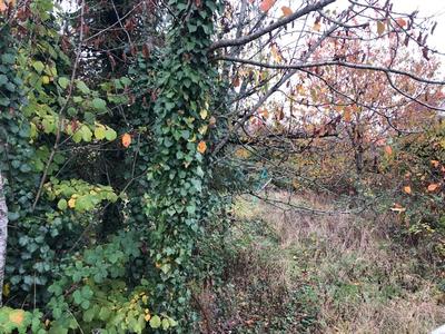 Terrain constructible - 900 m²