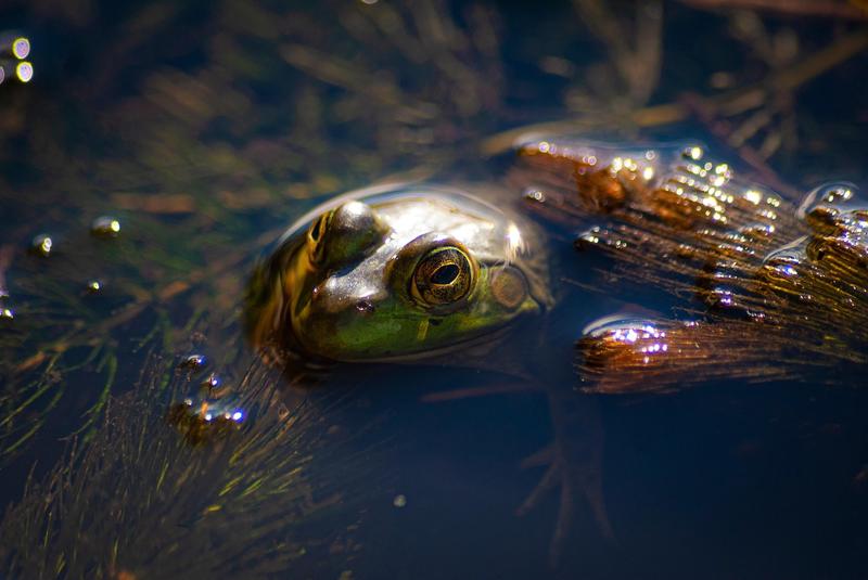 Les chants des amphibiens