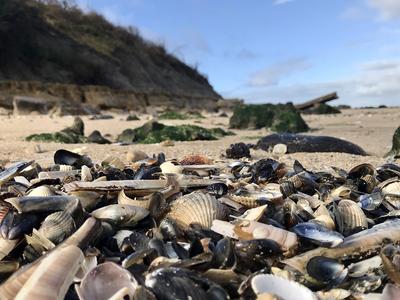 Sortie nature : Quand les Roches Noires se racontent