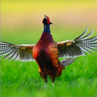 Maison - 150 m² - 4 pièces