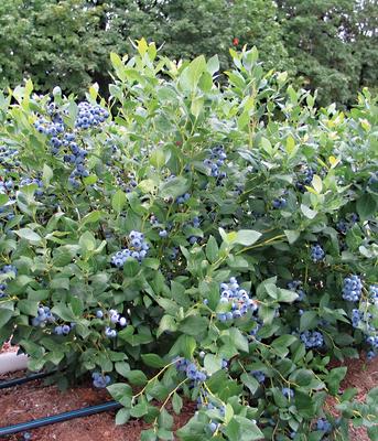 Pépinière du Chardon Bleu