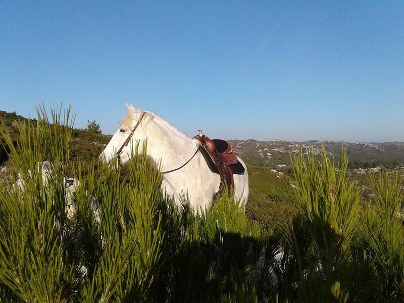 Randonnée à cheval en pension complète ou à la journée aux Ecuries du Petit Roman