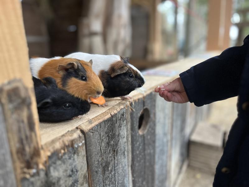 Chasse aux Trésors de Printemps