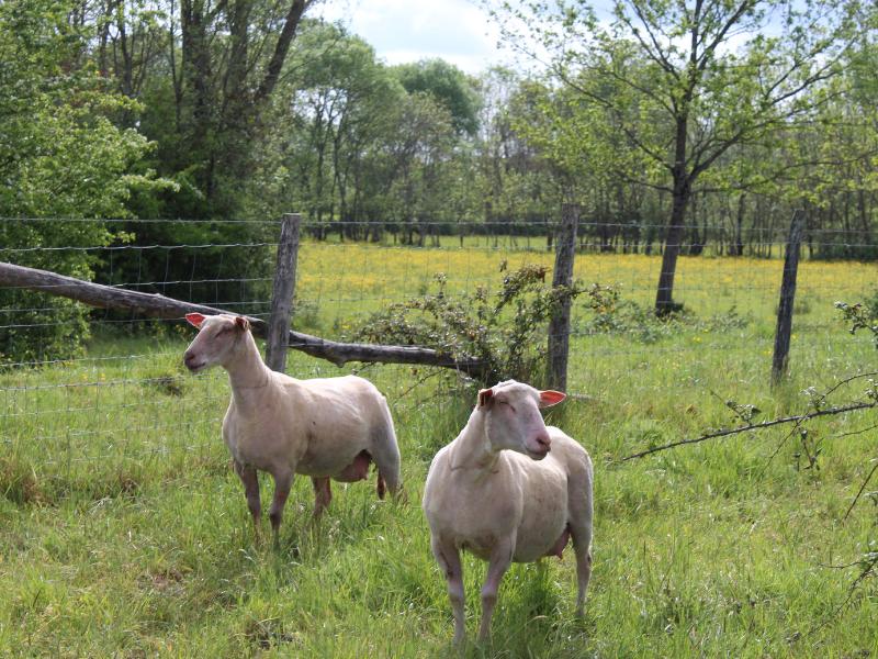 Semaine de la Biodiversité - Balade transhumance et repas à la ferme des prairies de Pallard