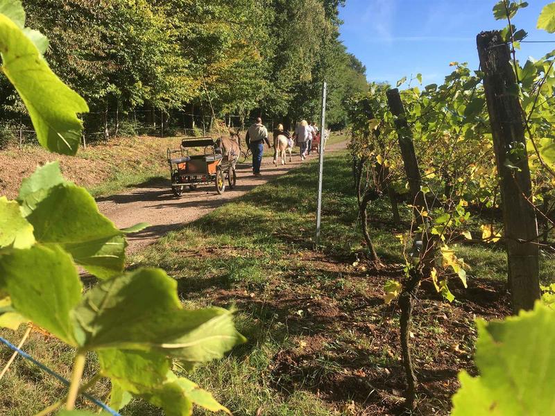 Activité : randonnée avec les ânes